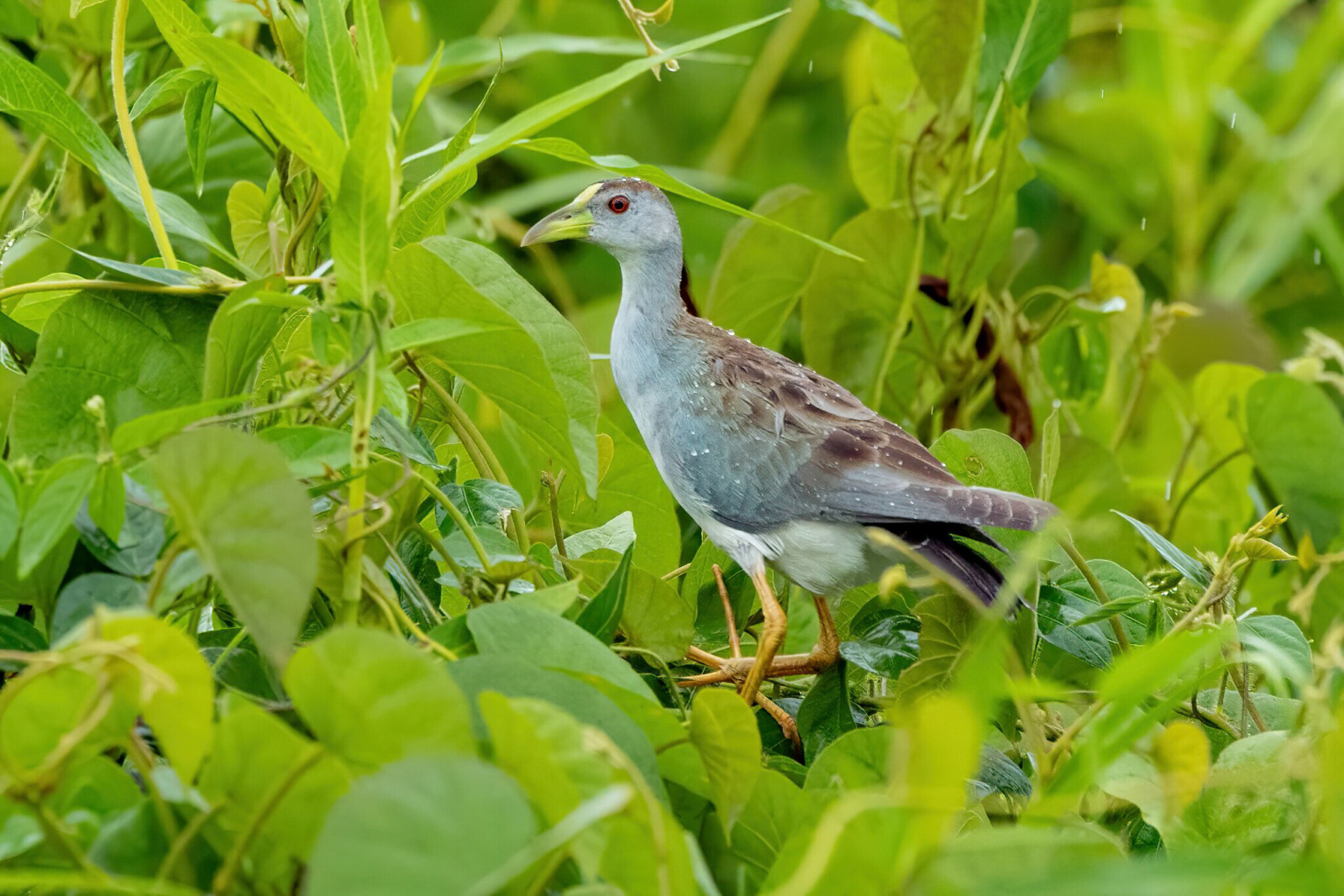 image Azure Gallinule